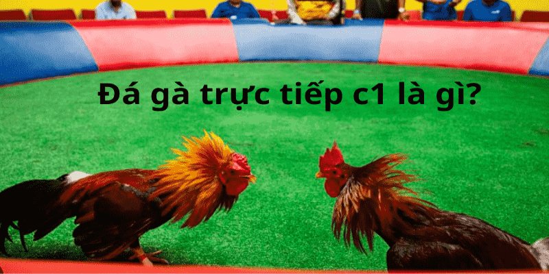 Trực tiếp đá gà C1 siêu hấp dẫn dành cho người hâm mộ